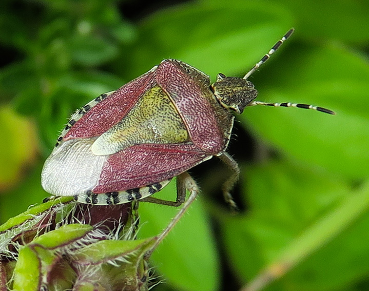 Dolycoris