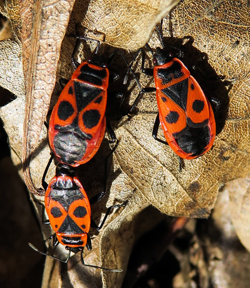 Pyrrhocoris3