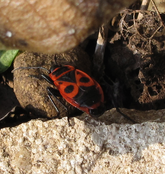 Pyrrhocoris1