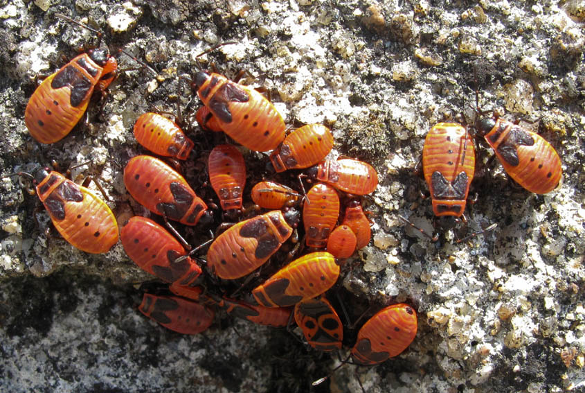 Pyrrhocoris2