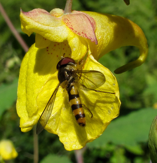 Syrphidae1