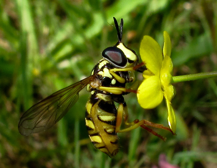 Syrphidae3