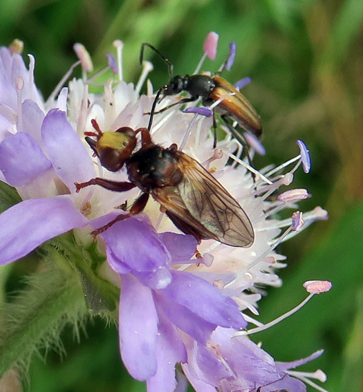 sicus2