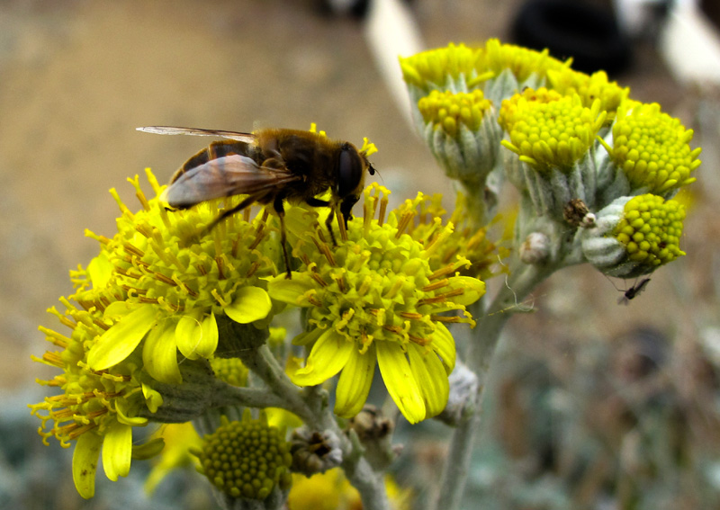 Syrphidae6