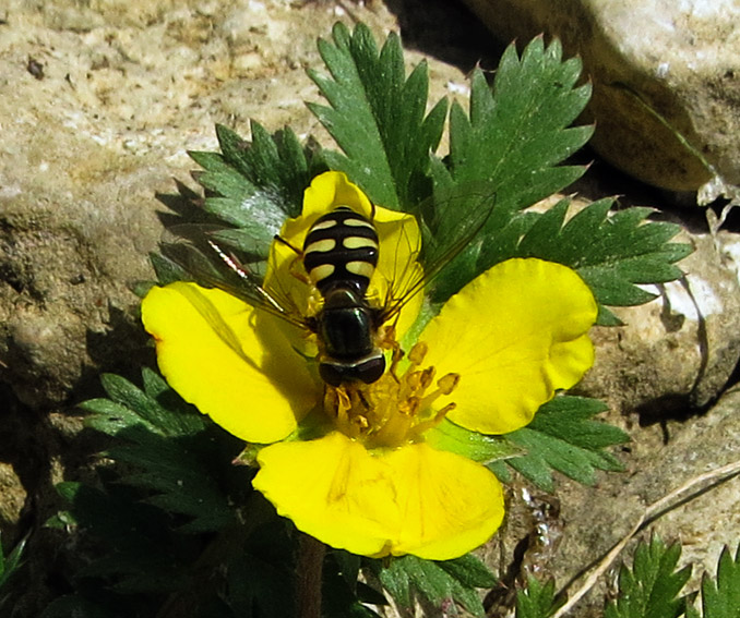 Syrphidae7