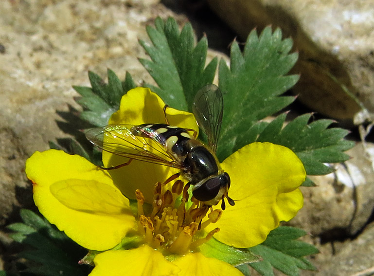 Syrphidae8