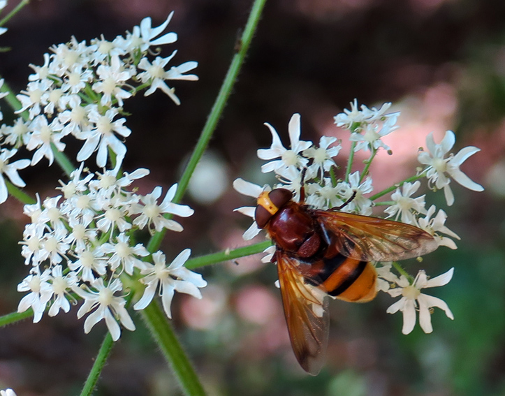 Volucella1