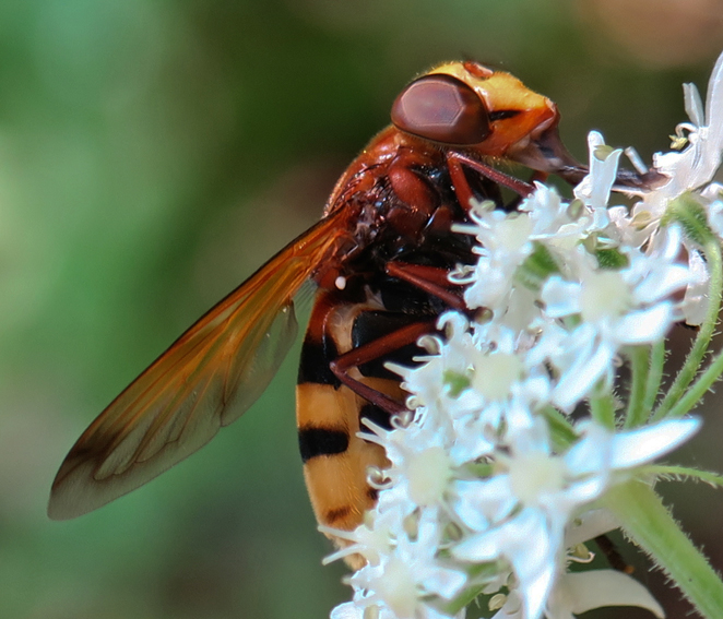 Volucella2