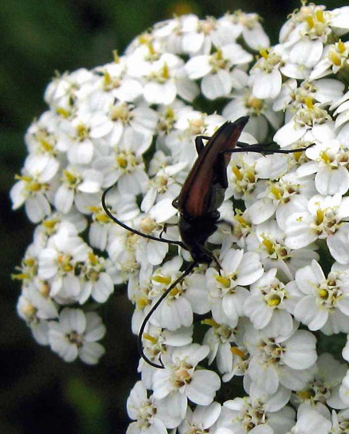 Stictoleptura3