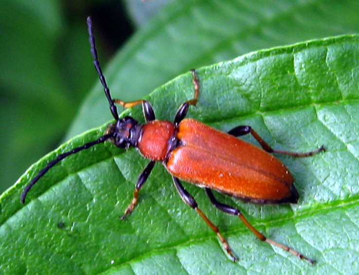 Stictoleptura1