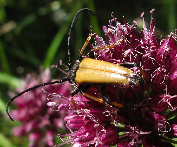 Stictoleptura13