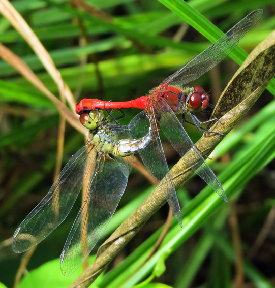 Sympetrum5