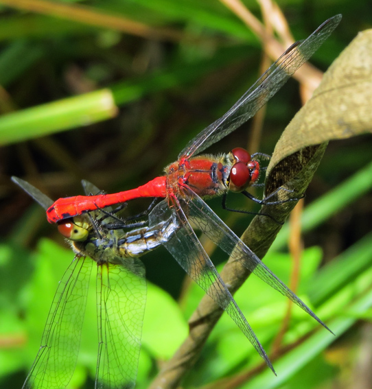 Sympetrum4