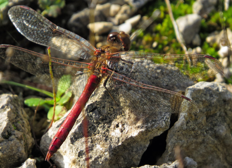 Sympetrum3