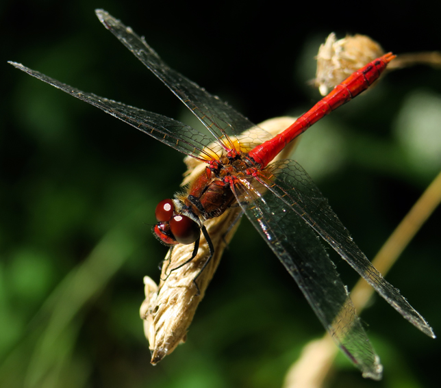 Sympetrum1