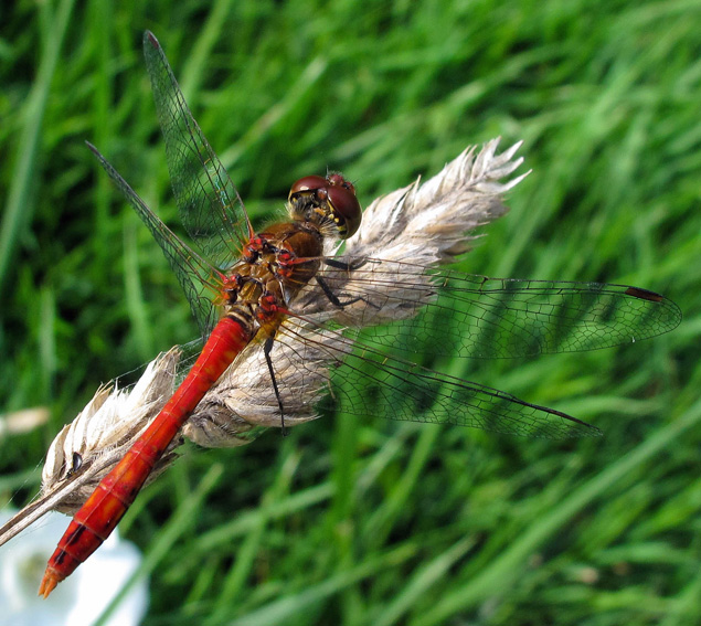 Sympetrum2