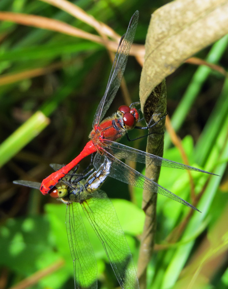 Sympetrum6