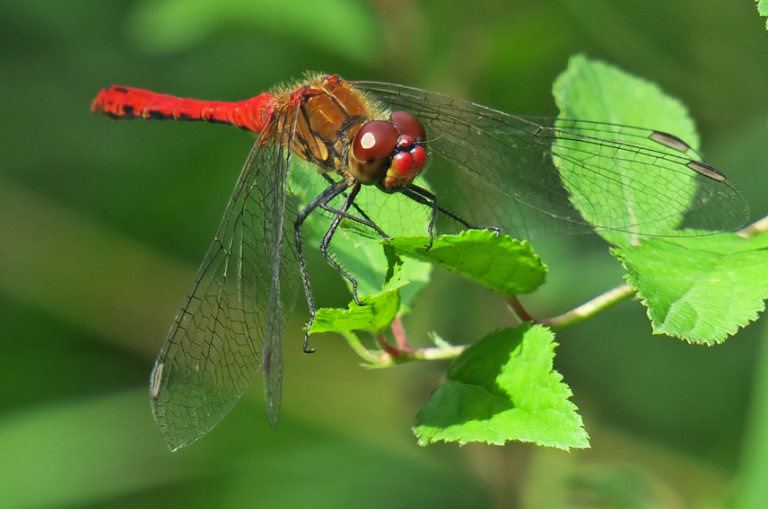 sympetrum6a