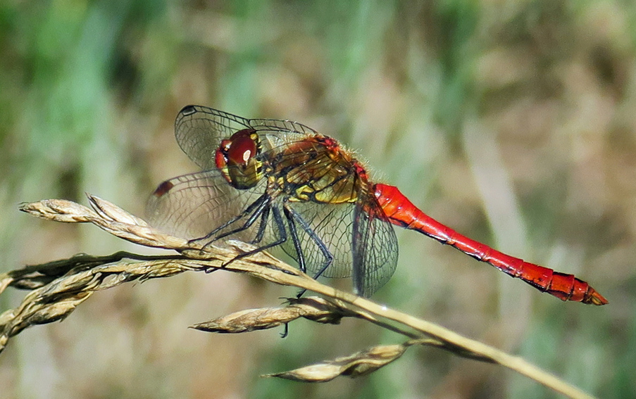 sympetrum6b