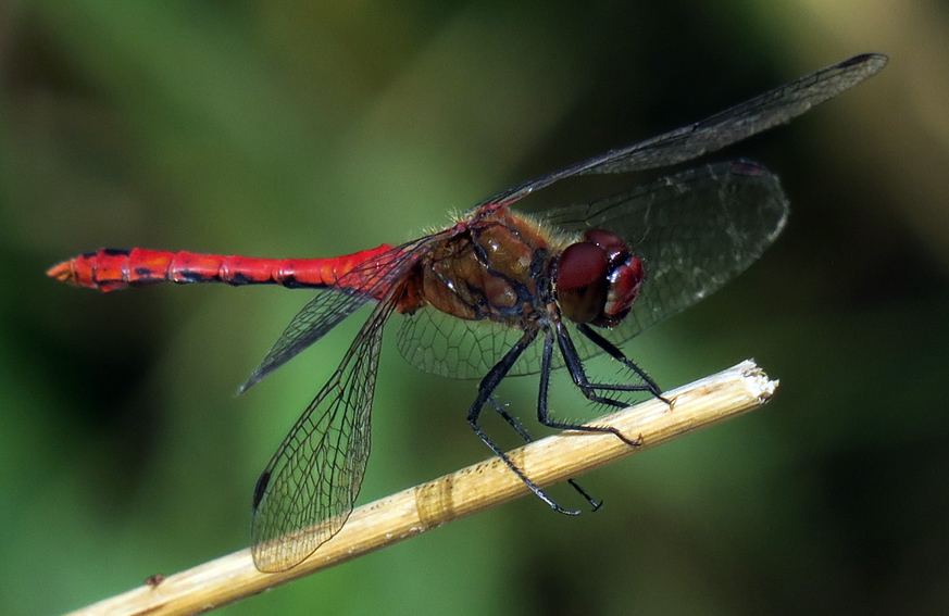 Sympetrum7