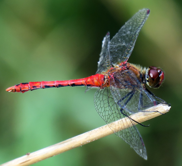 Sympetrum8