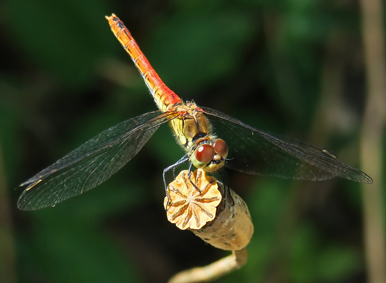 Sympetrum9