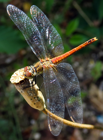 Sympetrum10