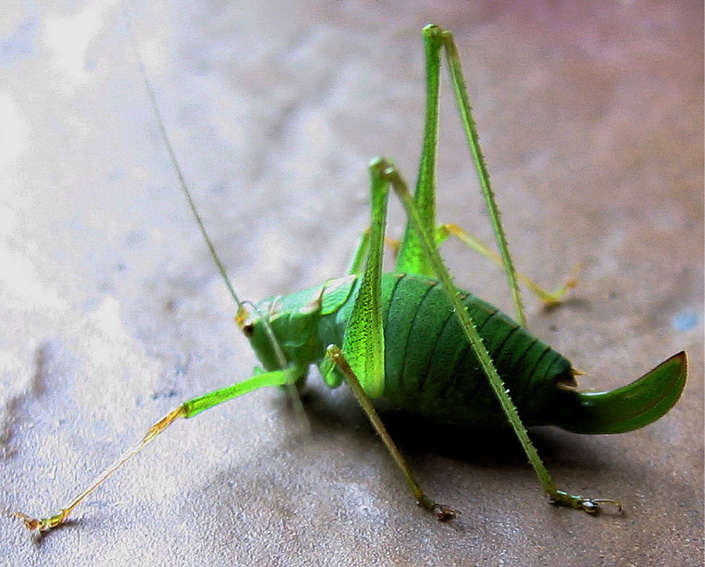 Tettigonidae1