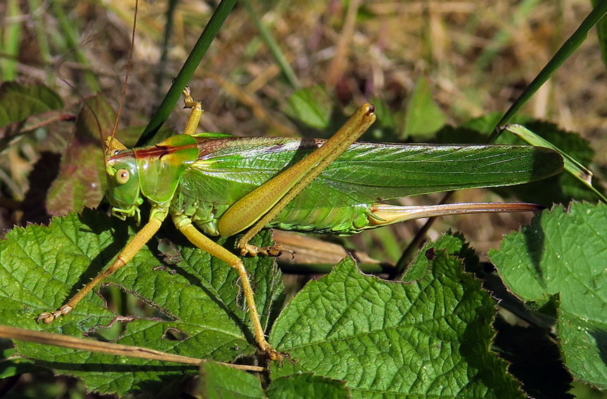 Tettigonidae8