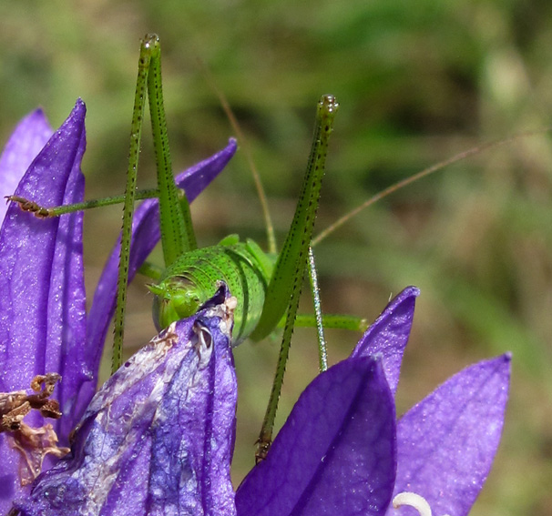 Tettigonidae3