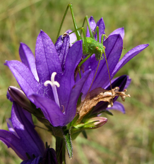 Tettigonidae4