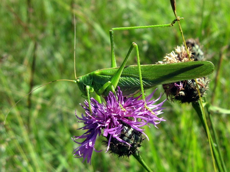 Tettigonidae1