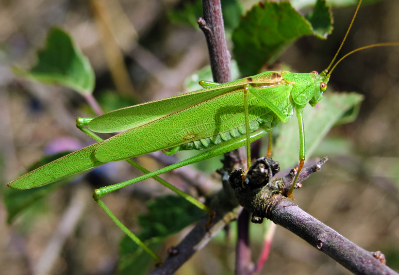 Tettigonidae6