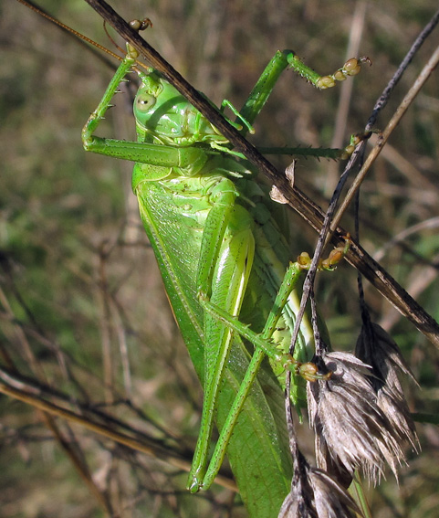 Tettigonidae3