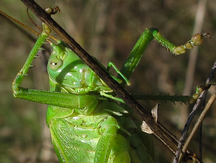 Tettigonidae5