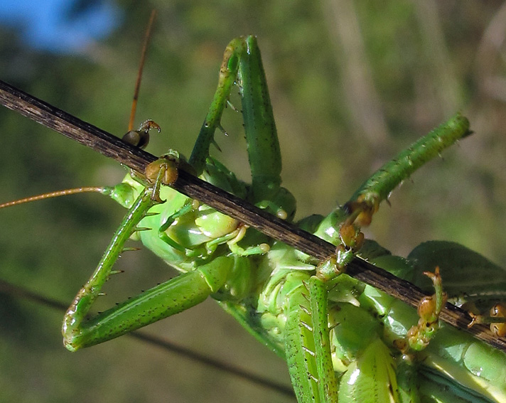 Tettigonidae4