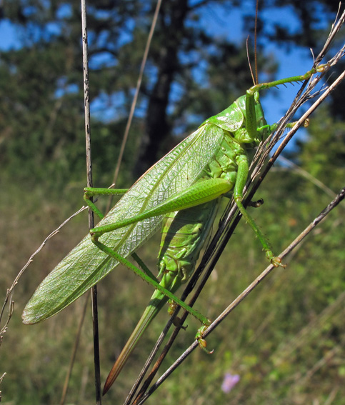 Tettigonia2