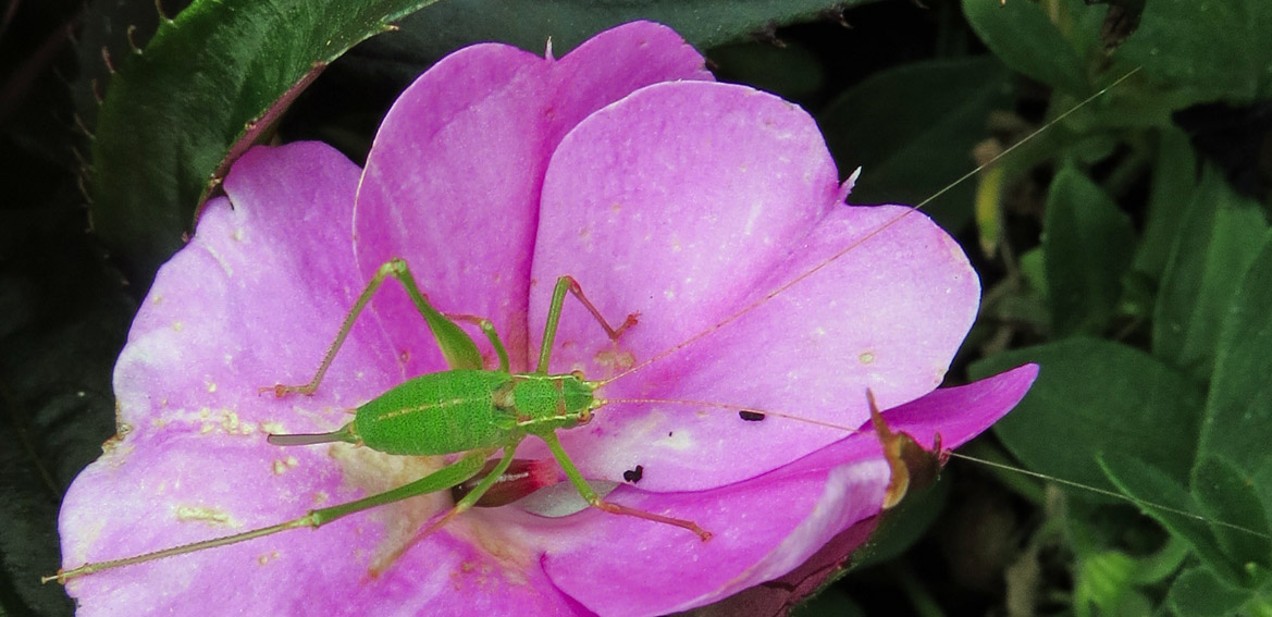 Tettigonidae5