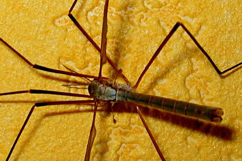 Tipula2