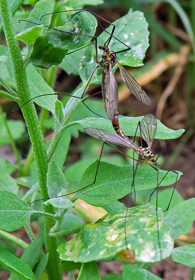 Tipulidae1