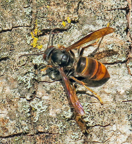velutina1