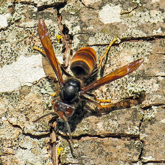 velutina2