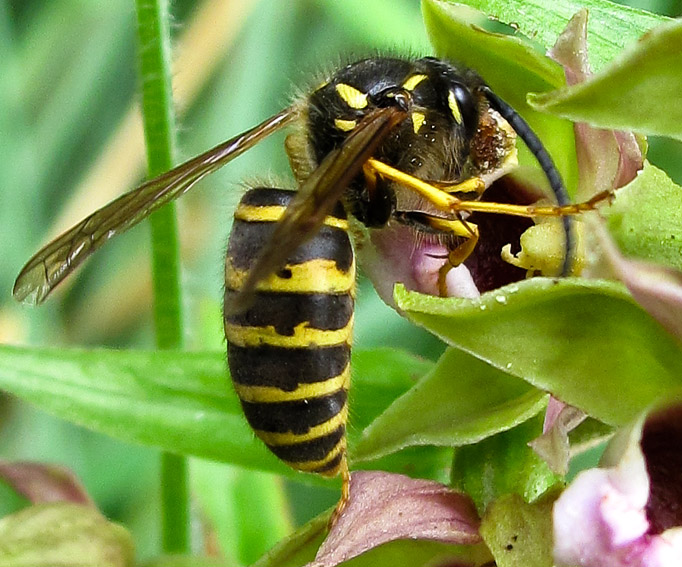 Vespidae3