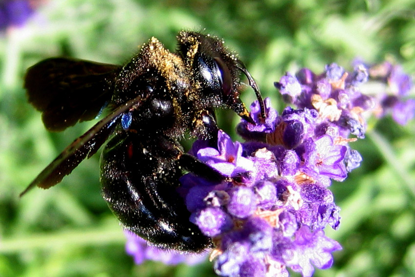 Xylocopa2