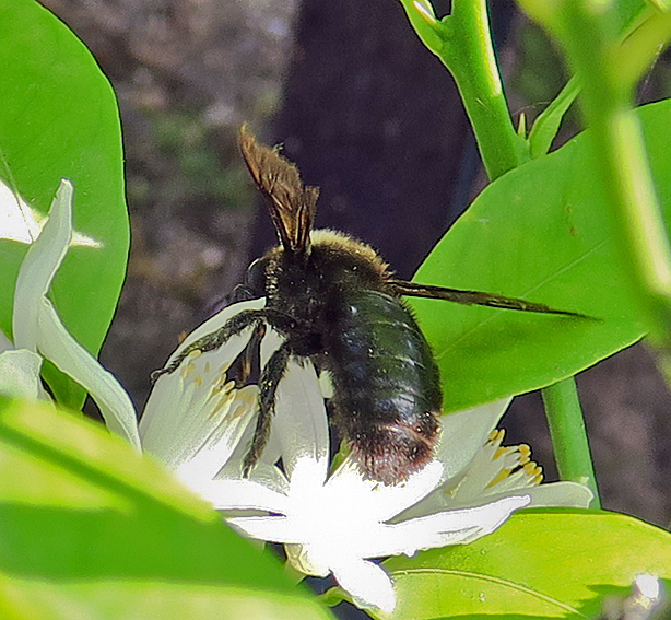 Xylocopa1