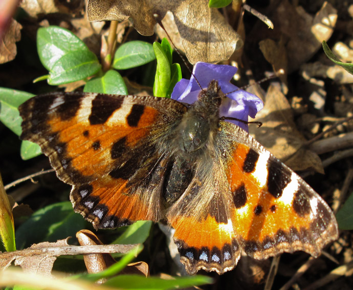 Aglais1