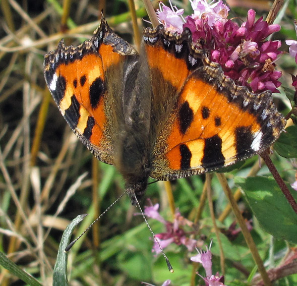 Aglais10