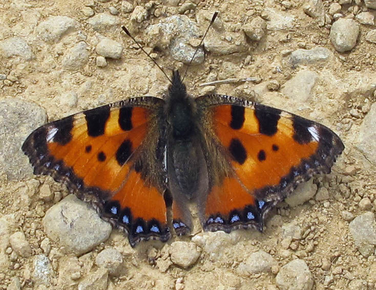 Aglais9