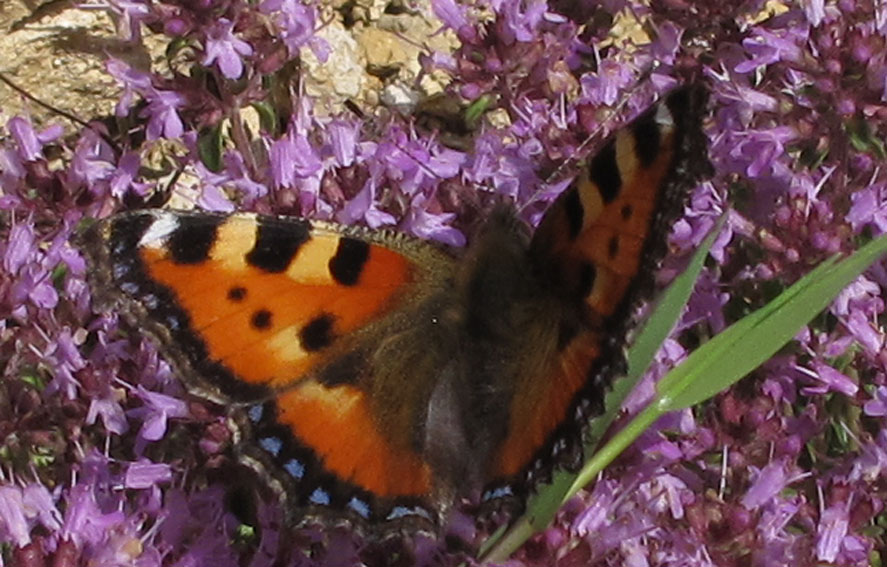 Aglais7