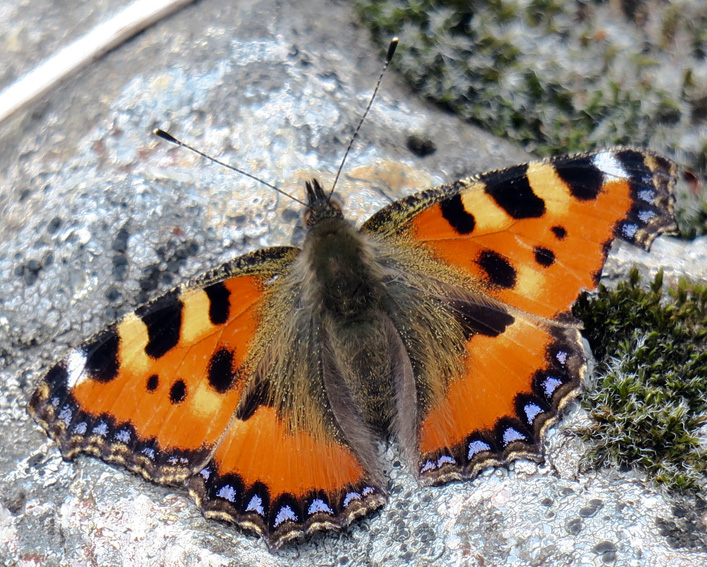 Aglais12